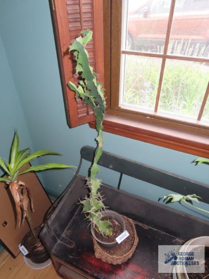 Live cactus