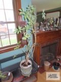 Live plant in clay planter