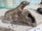 Antique Consolidated Ice Co. advertising polar bear figurine ashtray