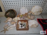 Seashells, coral, and sand dollar parts