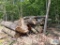 Pile of assorted wood. Pieces are approximately 10' to 12' long. Bring qualified help and equipment