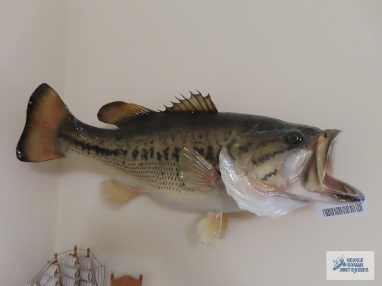 Hanging fish