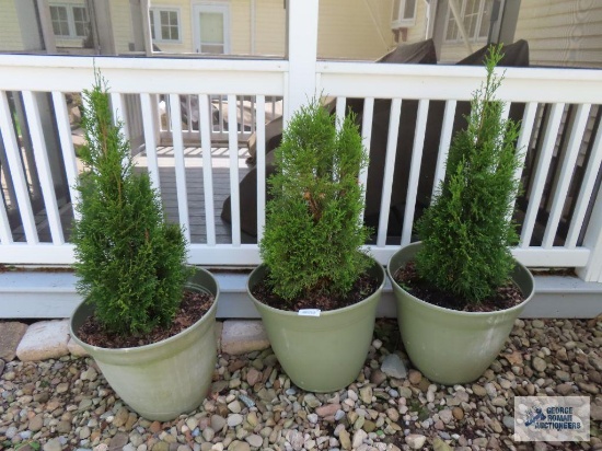 Three planters with dirt and live bushes. These planters will be heavy! Please bring a dolly with