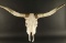 Steer Skull and horns