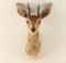 DIK-DIK Shoulder mount