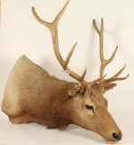 Shoulder Mount Elk