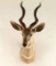 Lesser Kudu Mount