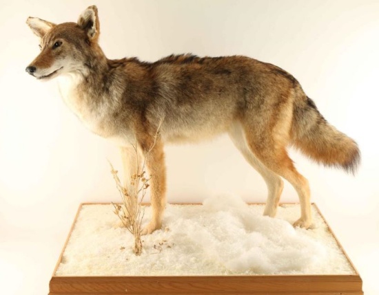Full Mounted Coyote