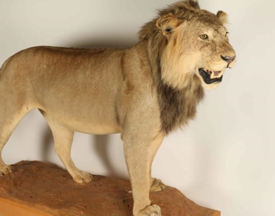 Full Mounted African Lion