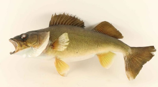 Full mounted Bass Fish