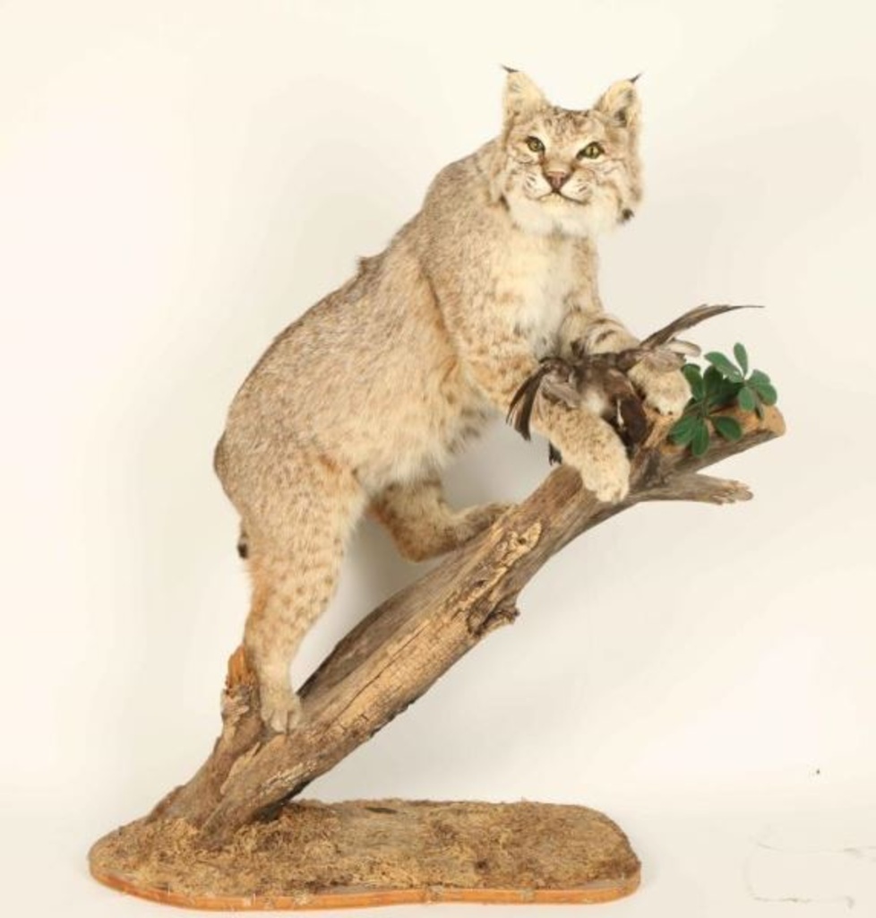 Full Mounted Bobcat