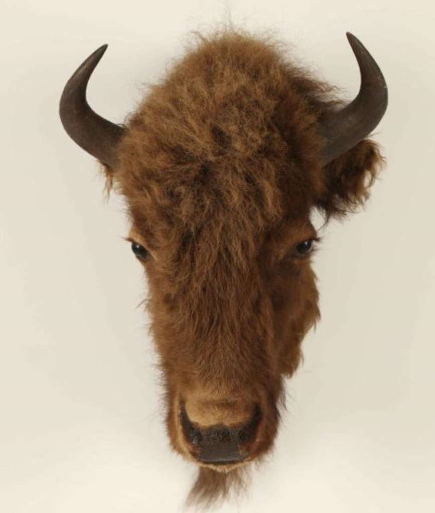 Little Baby Buffalo