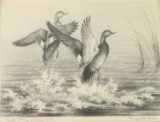 Duck Stamp & Print