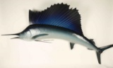 Full Mounted Large Sailfish