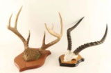 Lot 2 Sets of Horns