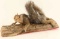 Full mounted squirrel