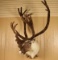 Caribou Mount in the Velvet