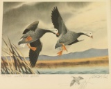 Duck Stamp & Print