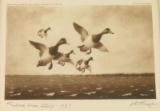 Duck Stamp & Lithograph