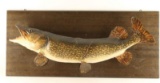Full Mounted Northern Pike