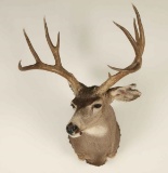 Deer Mount
