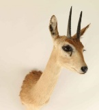 Dik-Dik Head mount