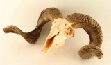 Ram Skull