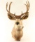 Deer Mount