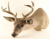 Deer Mount