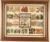 Framed Plants for Navajo Dyes