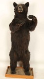 Small Full Mounted Standing Bear