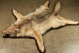 Coyote Rug with head mount