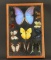 Butterfly Shadowbox