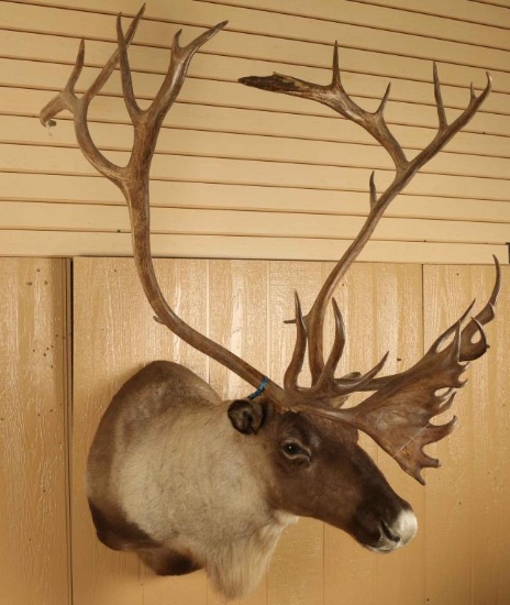 Majestic Caribou Mount