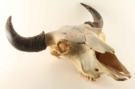Large Buffalo Skull