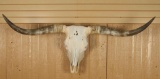 Longhorns and skull