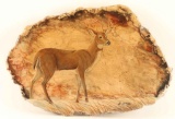 Whitetail Deer on Petrified Wood