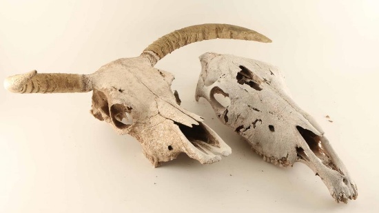 Cow & Horse Skull