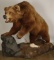 Large Full Mounted Kodiak Bear