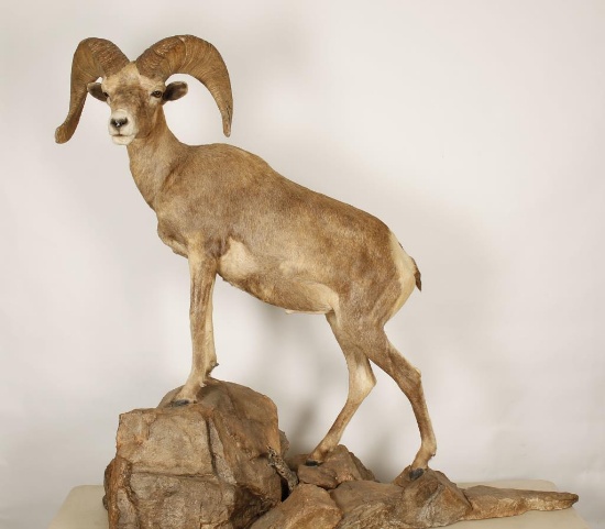 Full Mount of Big Horn Sheep