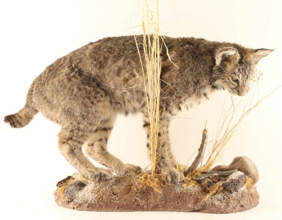 Full Mounted Arizona Bobcat