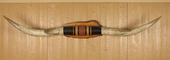 Mounted Longhorn Steer Horns
