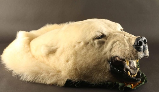 Polar Bear Head Mount