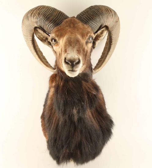 Shoulder Mounted Big Horn Sheep