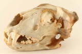 Lion Skull