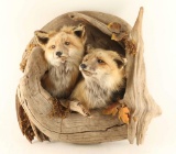 Shoulder Mounted Foxes