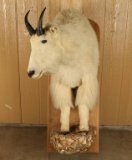 Shoulder Mounted Mountain Goat