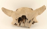 Ceremonial Buffalo Skull