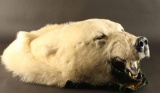 Polar Bear Head Mount