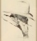 Two Cowboy Prints by Shoofly & Borein